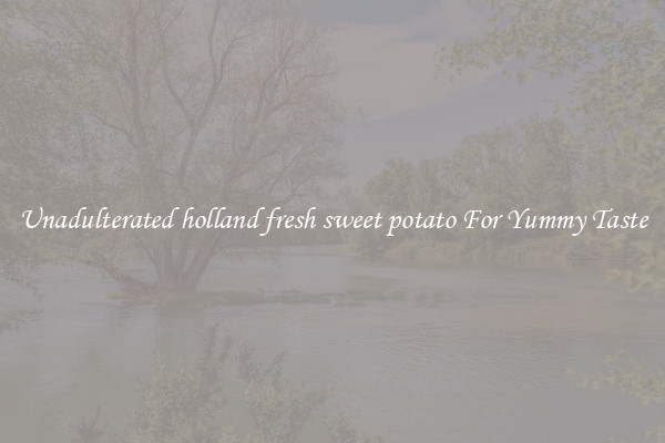 Unadulterated holland fresh sweet potato For Yummy Taste